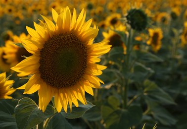 Photo of Beautiful blooming sunflower in field on summer day. Space for text