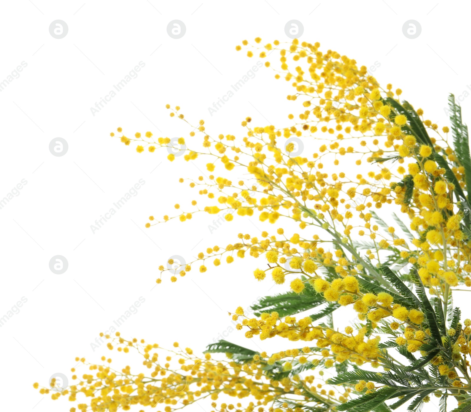 Photo of Beautiful mimosa plant with yellow flowers on white background