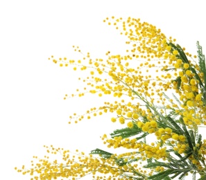 Beautiful mimosa plant with yellow flowers on white background