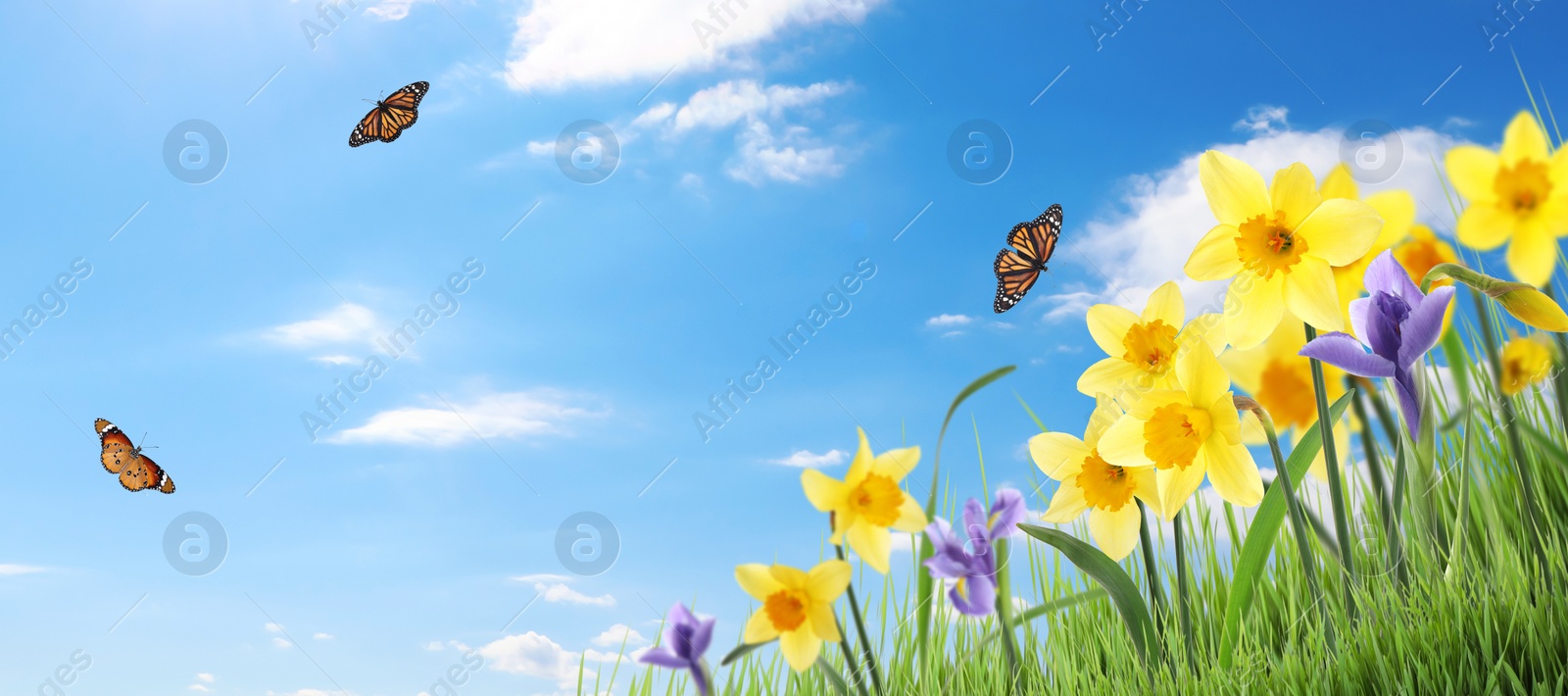 Image of Beautiful blooming yellow daffodils outdoors on sunny day. Space for text