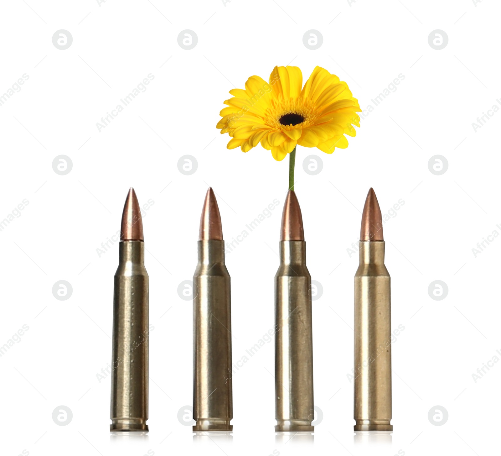 Image of Beautiful blooming flower and bullets on white background. Peace instead of war