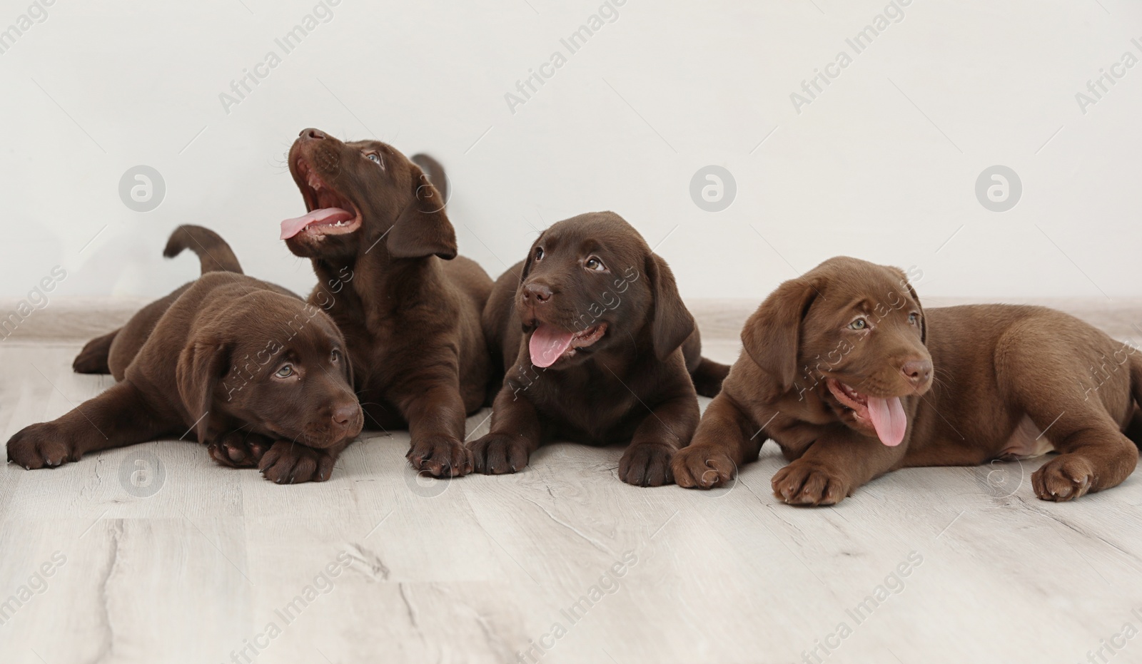 Photo of Chocolate Labrador Retriever puppies on floor indoors