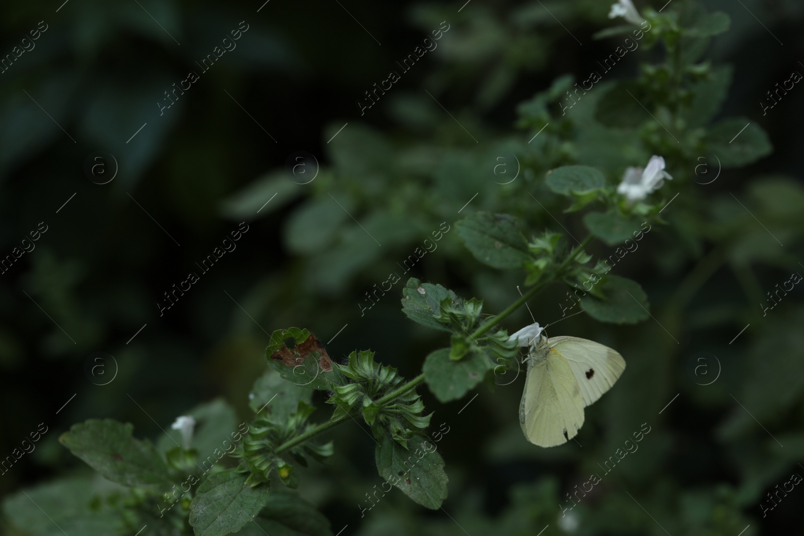 Photo of Beautiful butterfly on green plant outdoors, closeup. Space for text