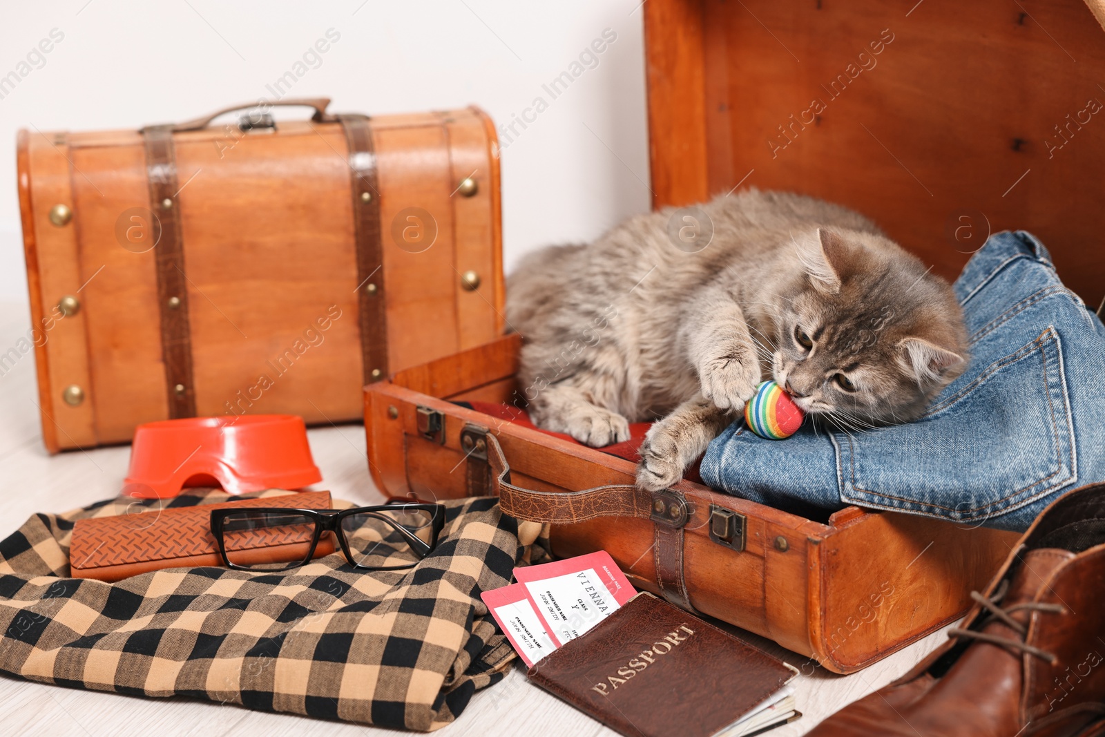 Photo of Travel with pet. Cat, clothes, passport, tickets and suitcases indoors