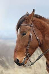Photo of Adorable chestnut horse outdoors. Lovely domesticated pet