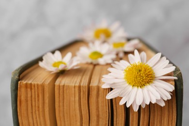 Book with chamomile flowers as bookmark on light gray background, closeup