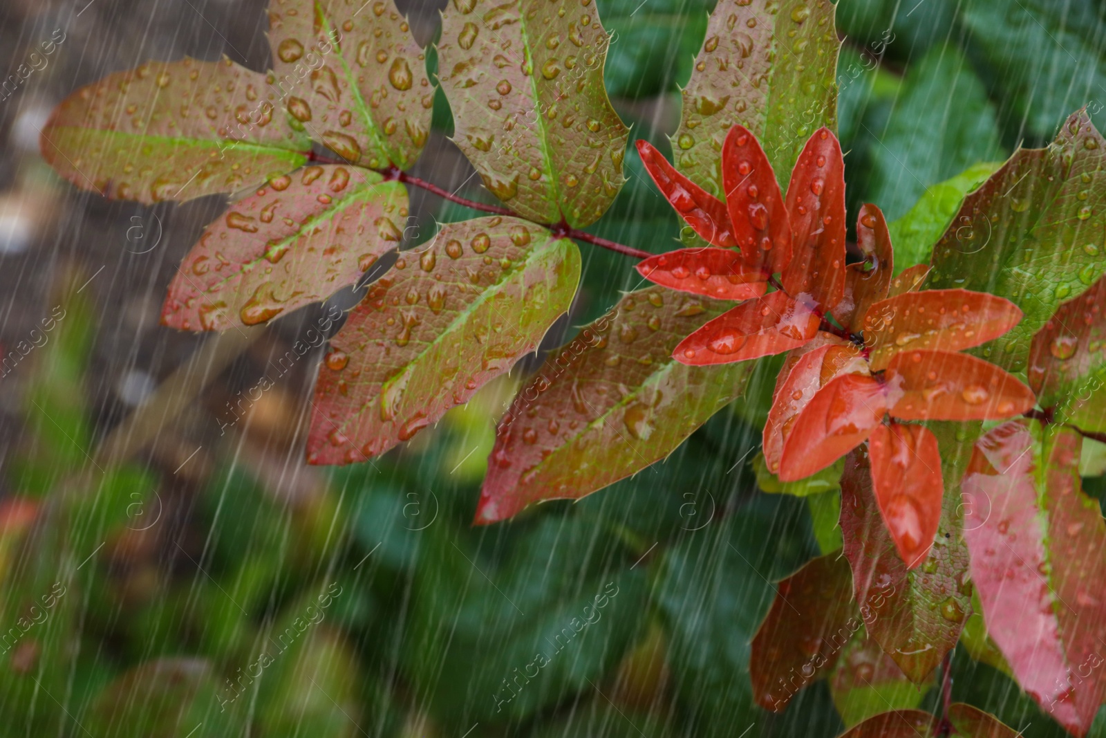 Photo of Closeup view of plant with leaves outdoors during rain