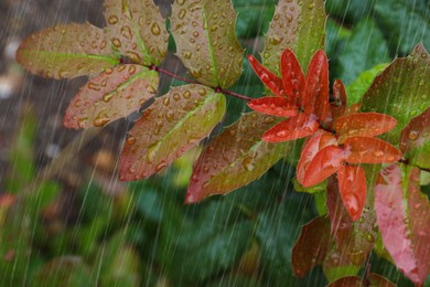Photo of Closeup view of plant with leaves outdoors during rain