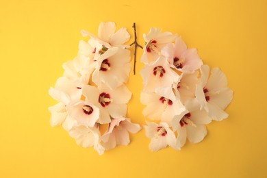 Photo of Human lungs made of white flowers on yellow background, flat lay