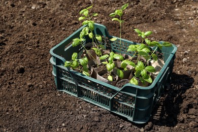 Beautiful seedlings in crate on ground outdoors. Space for text
