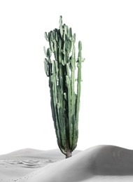 Image of Beautiful big cactus in sand on white background. Color toned