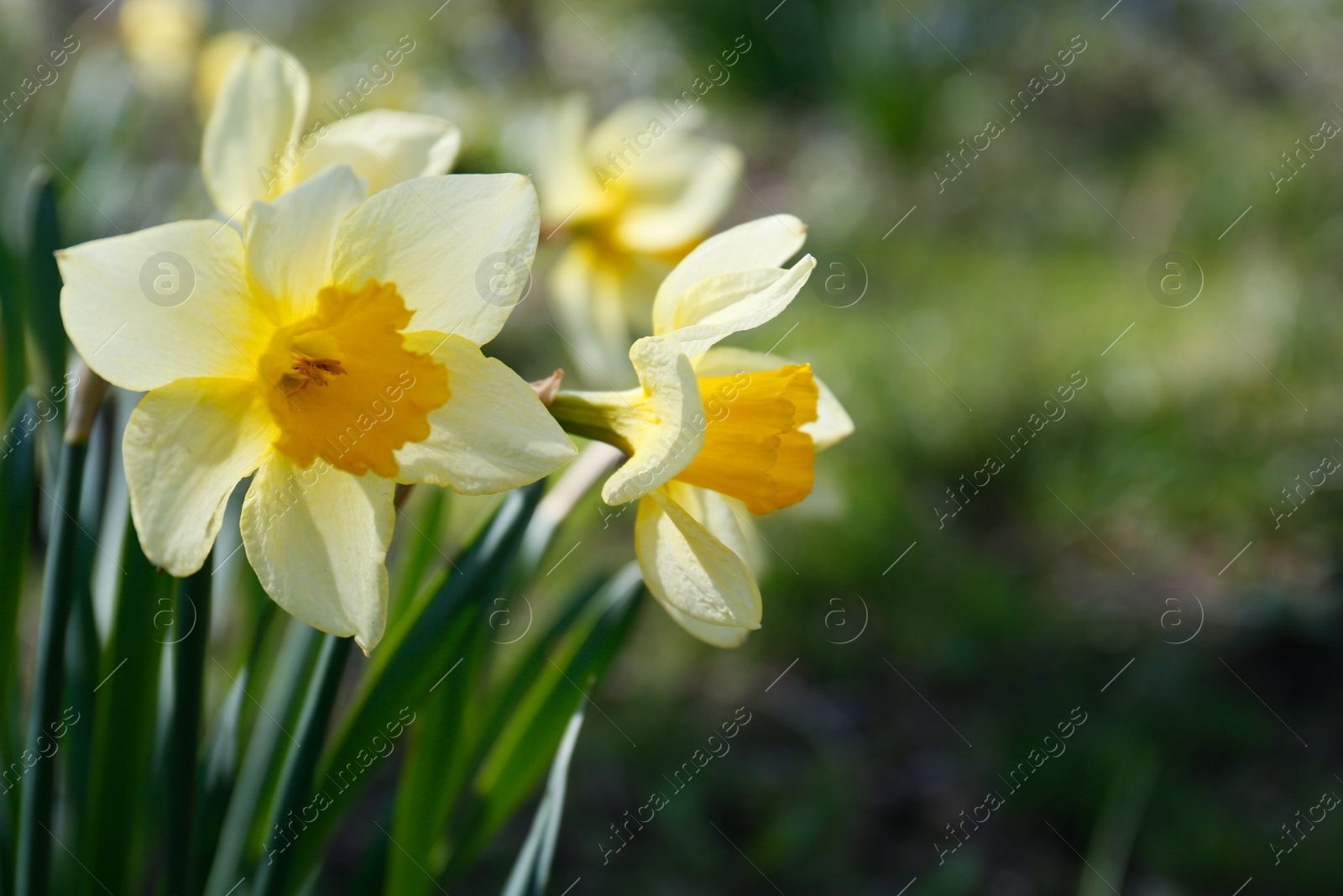 Photo of Beautiful yellow daffodils outdoors on spring day, closeup. Space for text