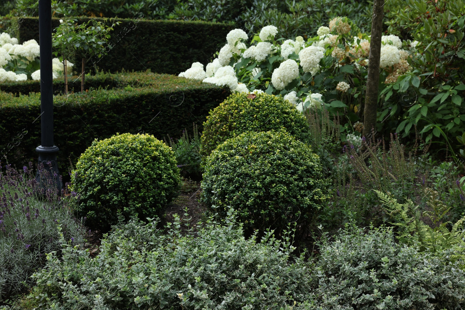 Photo of Lovely garden with blooming plants and green shrubbery. Landscape design