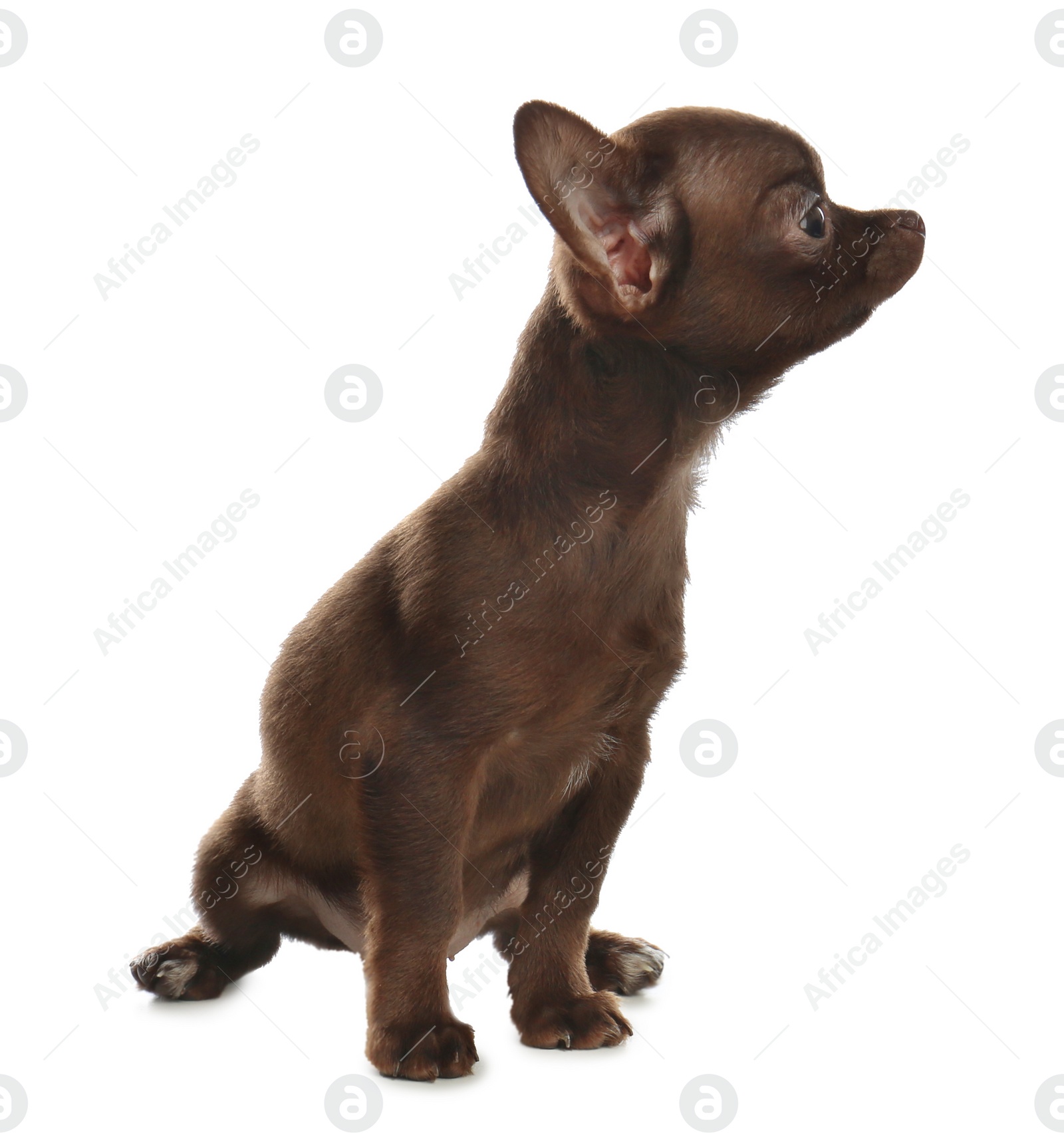 Photo of Cute small Chihuahua dog on white background