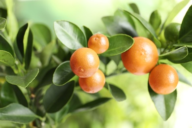 Photo of Citrus fruits on branch against blurred background. Space for text