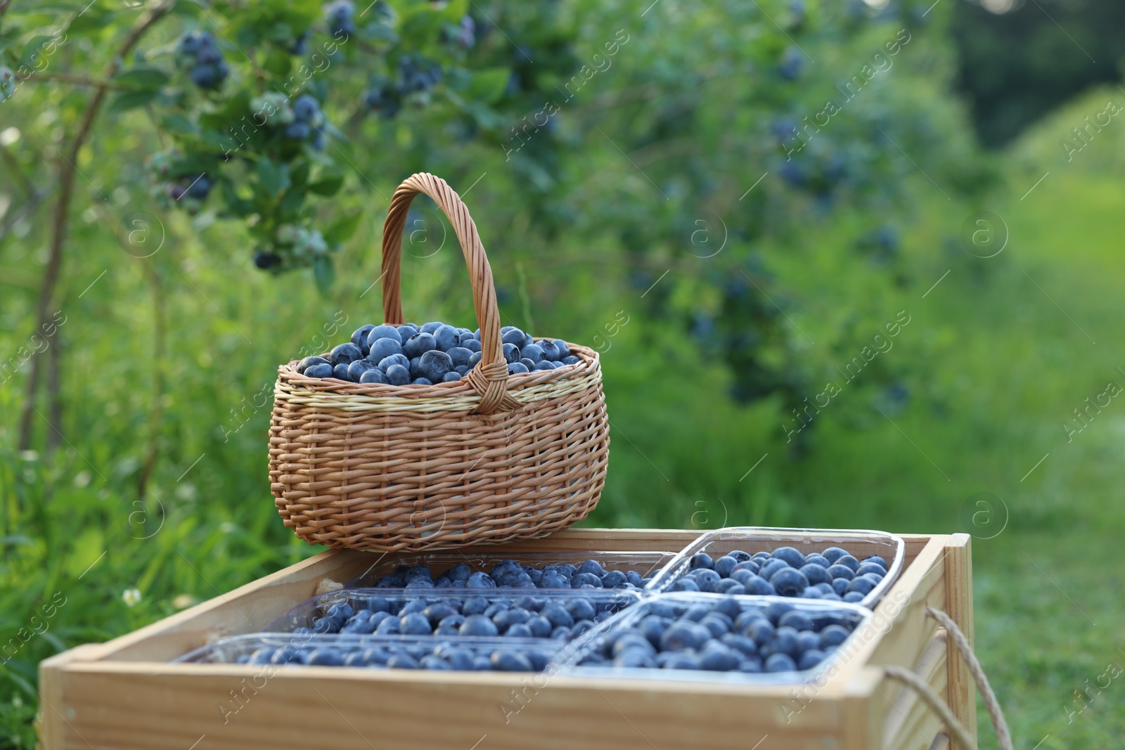 Photo of Tasty ripe blueberries on farm. Seasonal berries