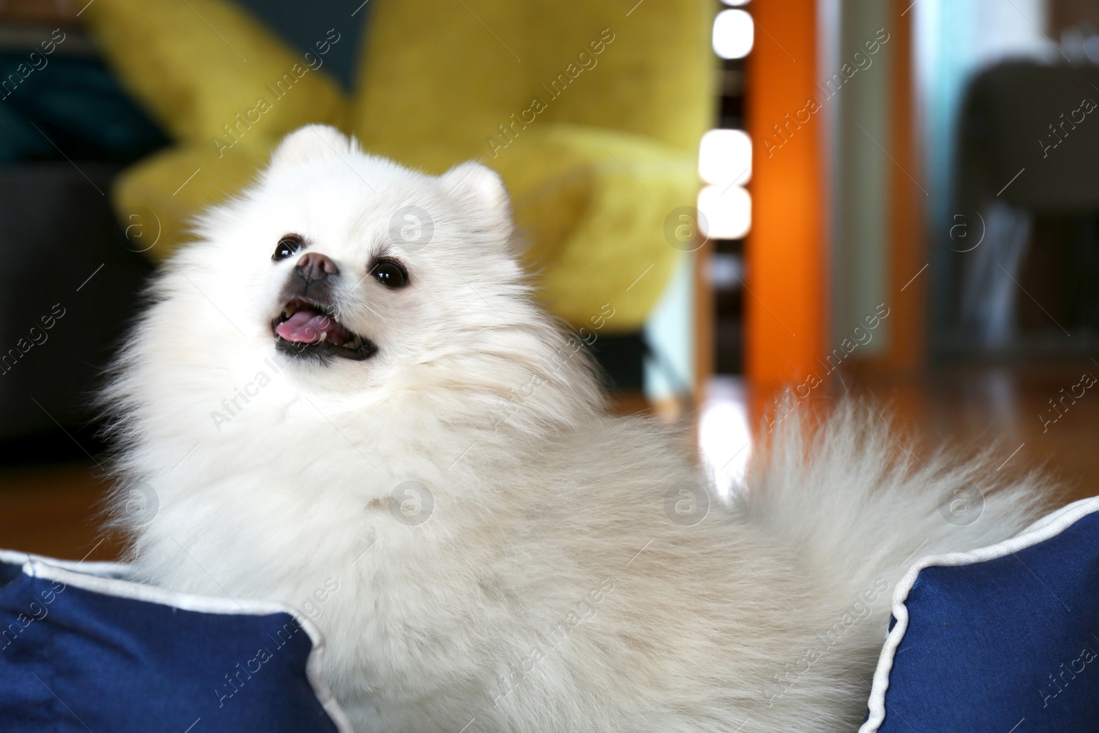 Photo of Cute fluffy Pomeranian dog in pet bed indoors