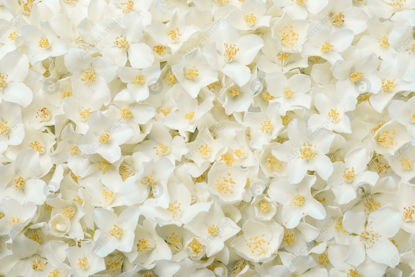 Photo of Beautiful white jasmine flowers as background, top view