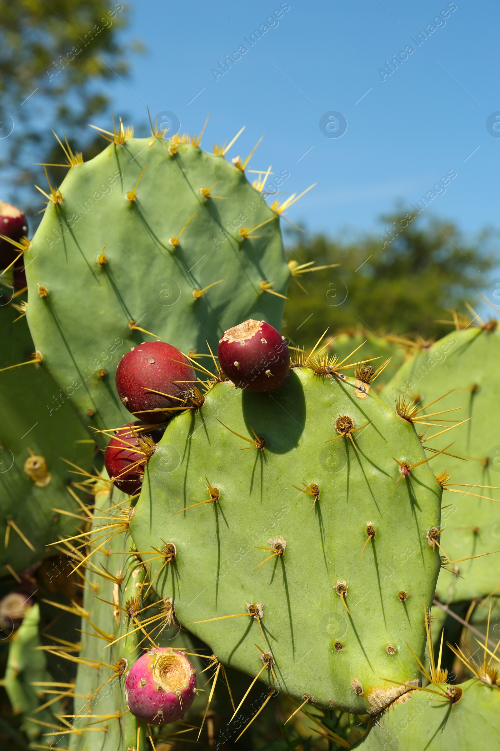 Photo of Beautiful prickly pear cacti growing outdoors on sunny day, closeup