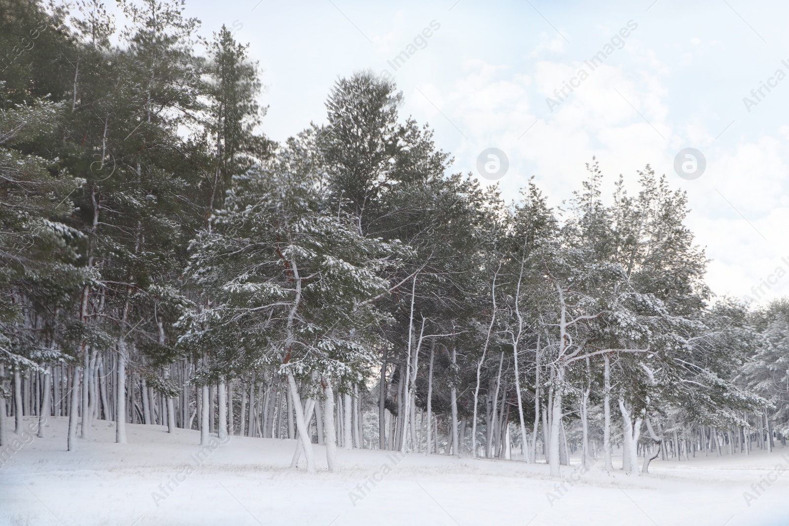 Photo of Picturesque view of beautiful forest covered with snow