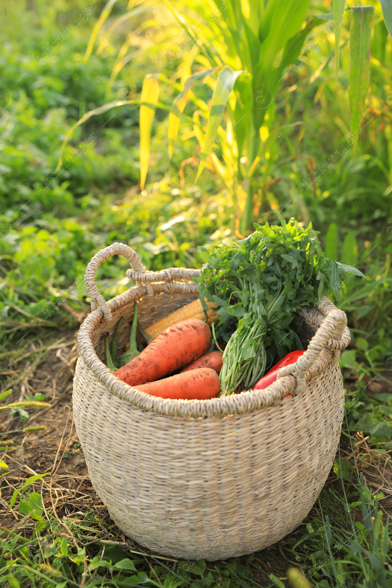 Photo of Fresh ripe vegetables in wicker basket on green grass at farm