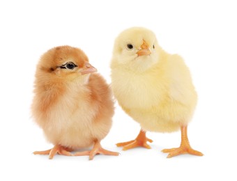 Photo of Two cute fluffy baby chickens on white background
