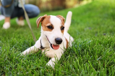 Adorable Jack Russell Terrier dog on green grass outdoors