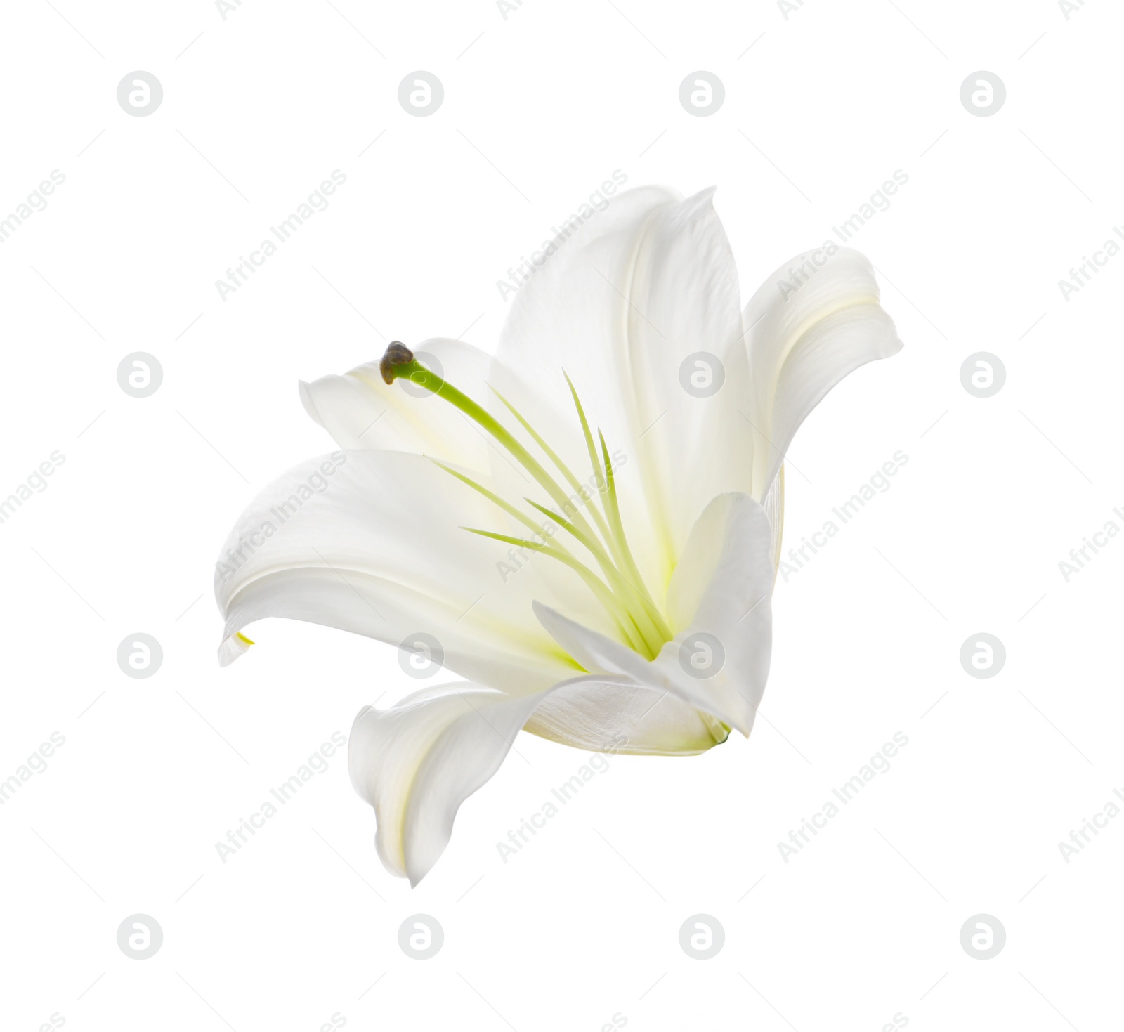 Photo of Beautiful fresh lily flower isolated on white