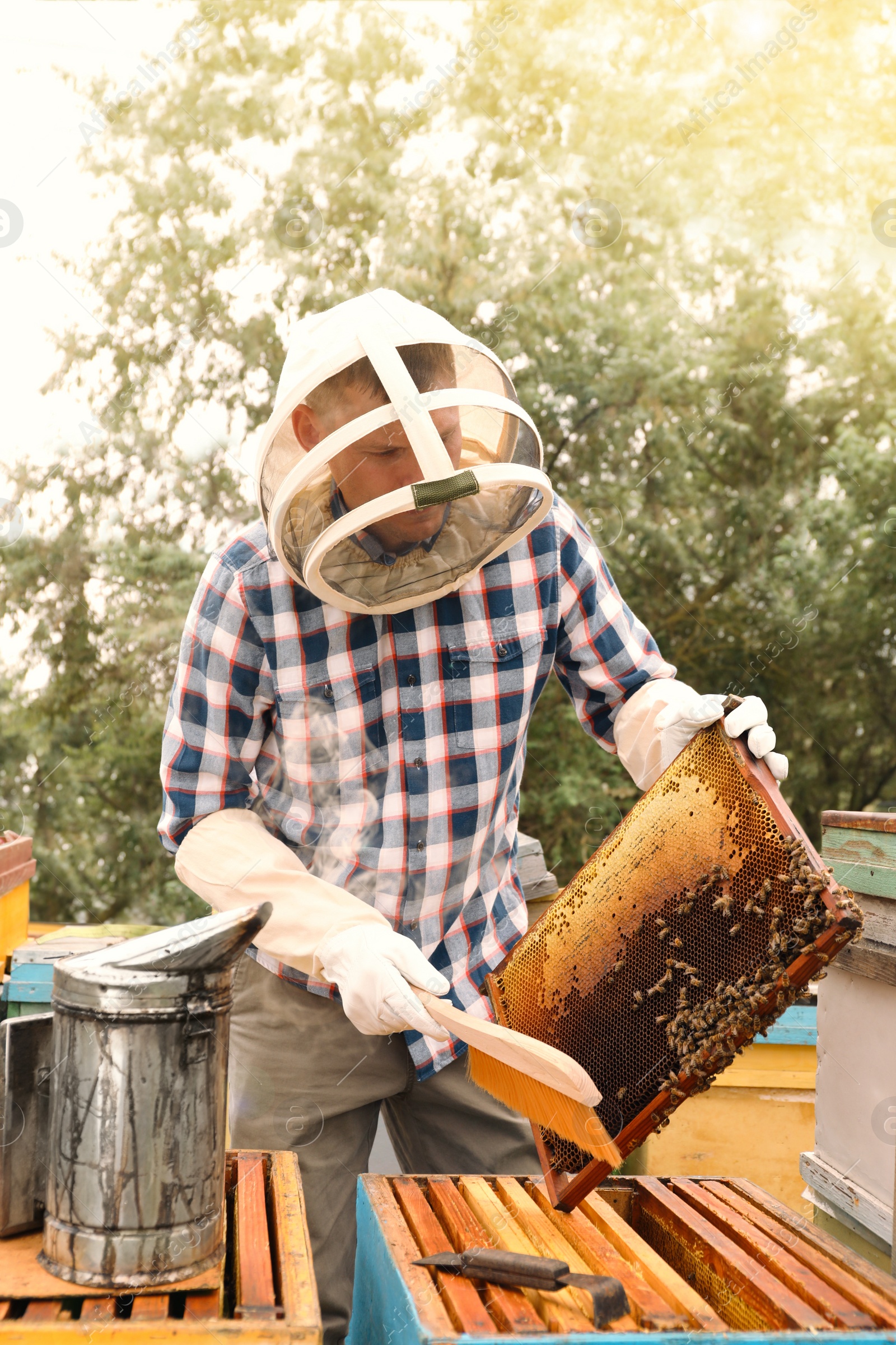 Photo of Beekeeper brushing bees from hive frame at apiary. Harvesting honey