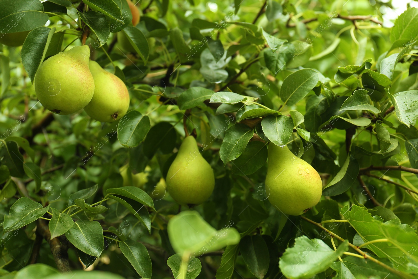 Photo of Ripe pears on tree branch in garden