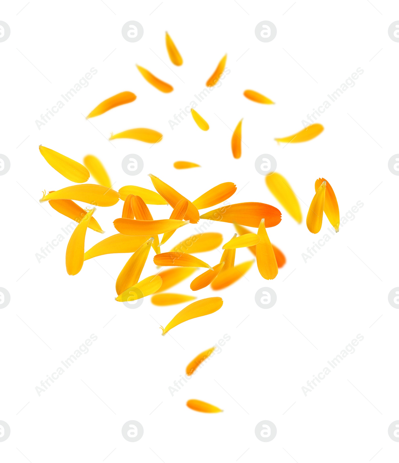 Image of Beautiful calendula petals falling on white background