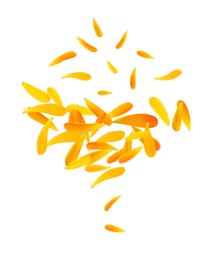 Image of Beautiful calendula petals falling on white background