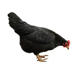 Image of Beautiful chicken on white background. Domestic animal