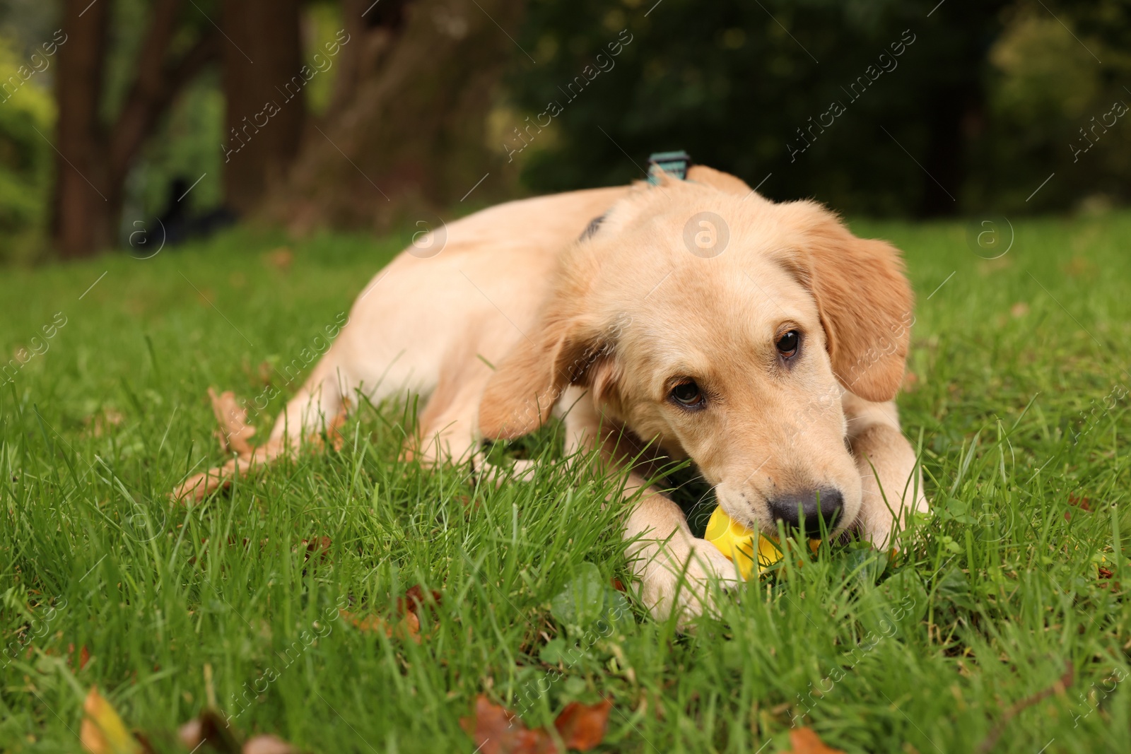 Photo of Cute Labrador Retriever puppy playing with ball on green grass in park