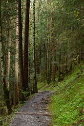 Photo of Beautiful view of pathway among green tall trees in forest