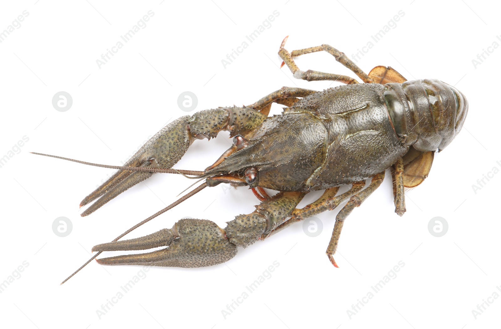 Photo of One fresh raw crayfish isolated on white, top view