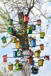 Lots of colorful wooden bird houses on tree outdoors