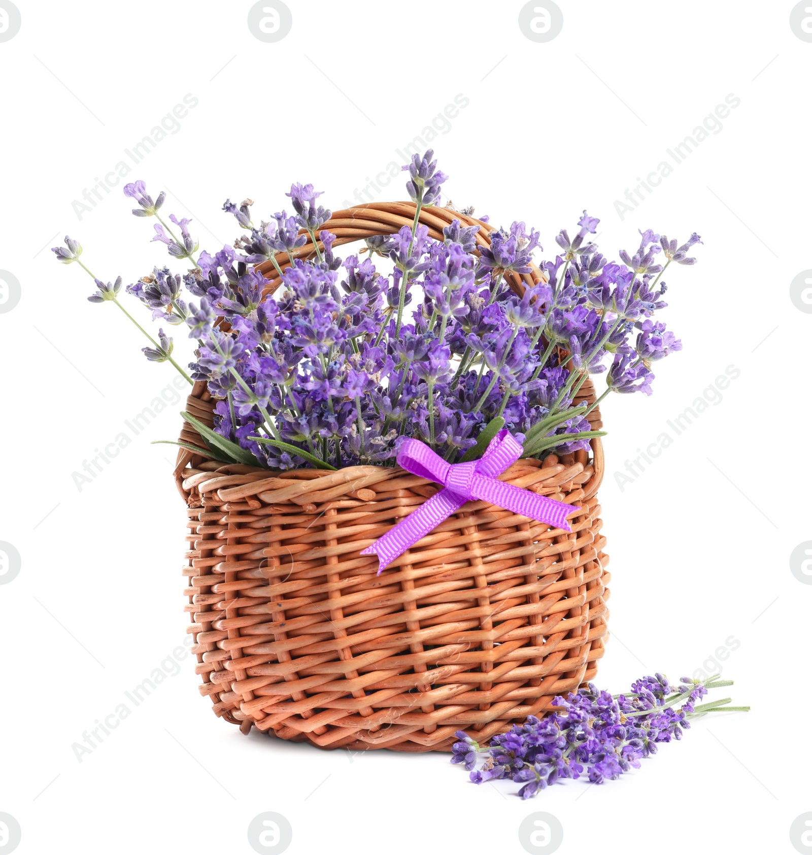 Photo of Fresh lavender flowers in basket on white background