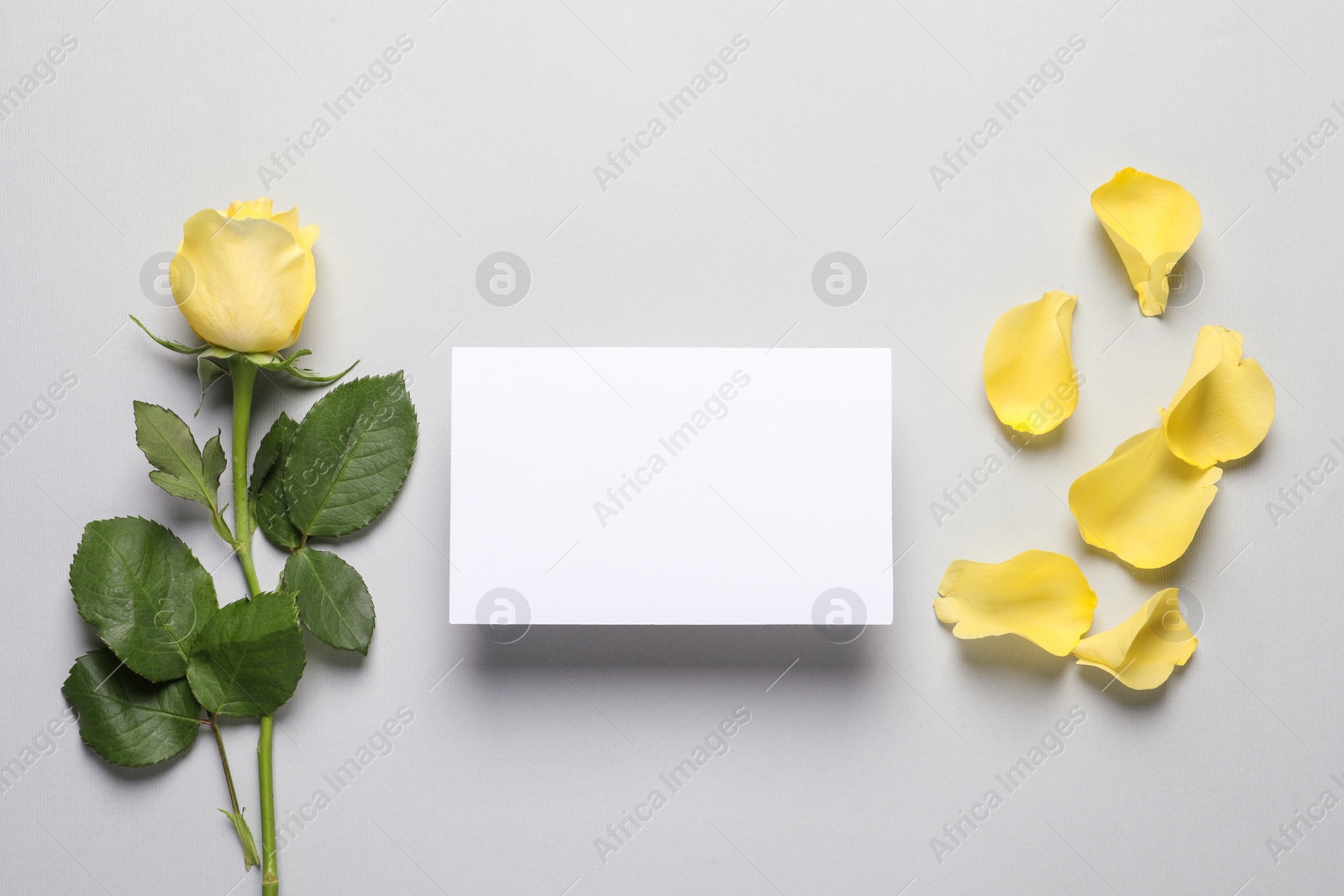 Photo of Beautiful yellow rose, petals and blank card on light grey background, flat lay. Space for text