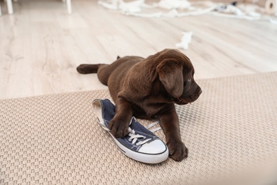 Photo of Chocolate Labrador Retriever puppy playing with sneaker on carpet indoors