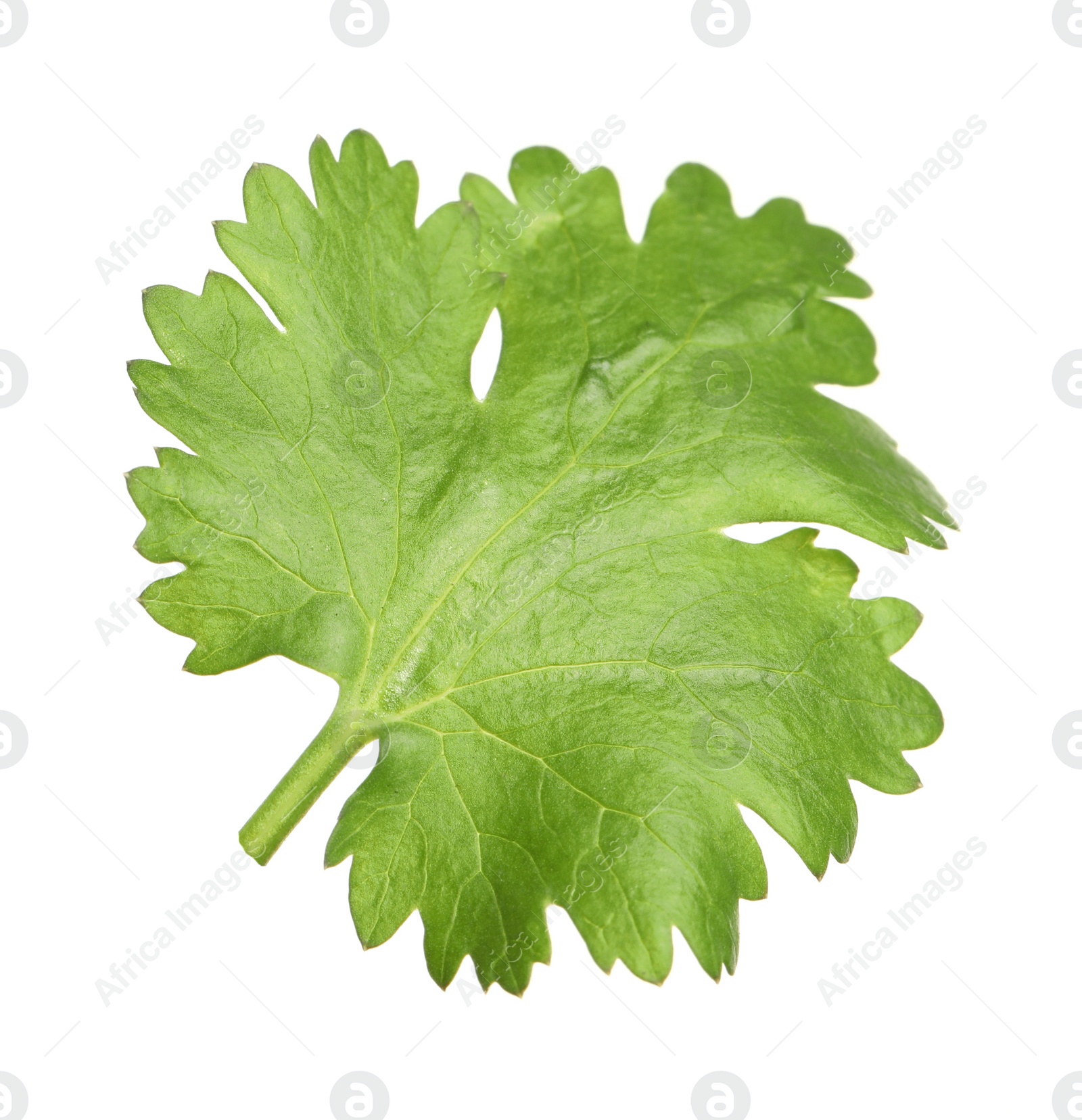 Photo of Fresh green coriander leaf isolated on white