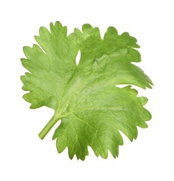 Photo of Fresh green coriander leaf isolated on white