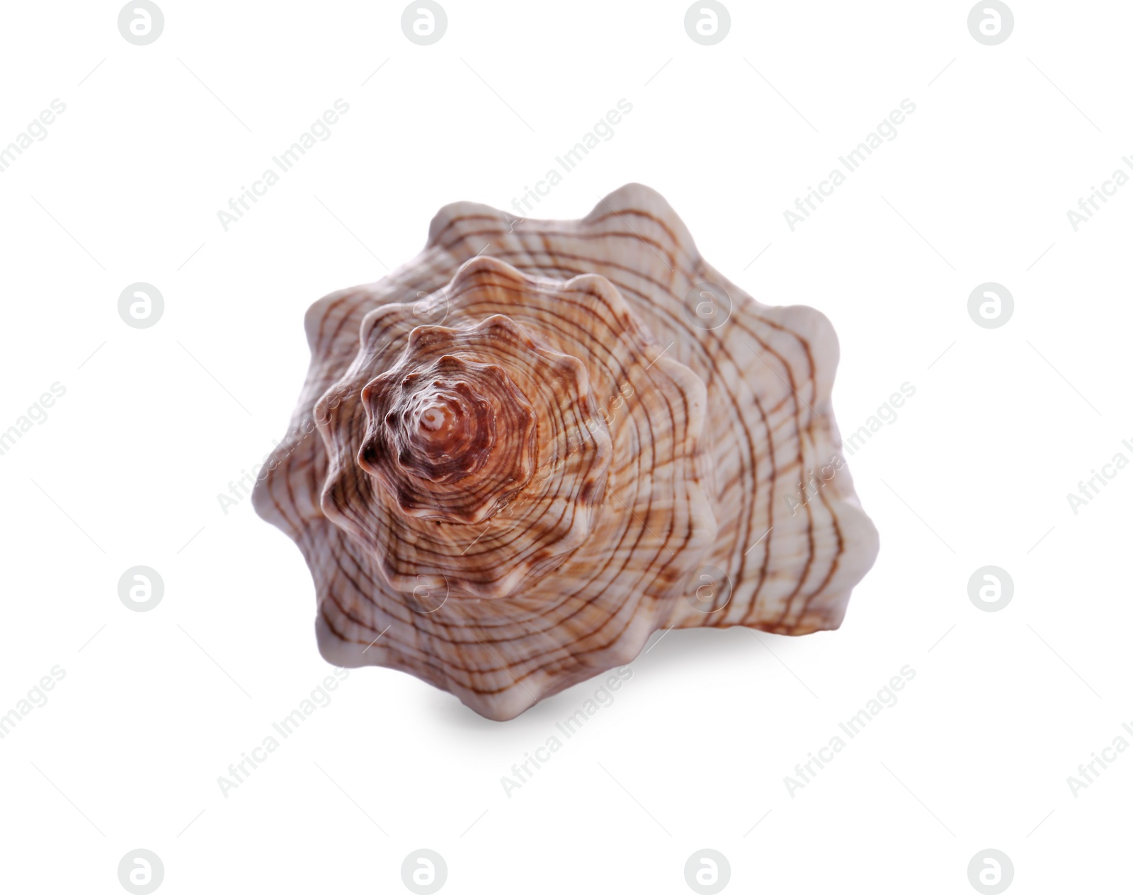Photo of Beautiful exotic sea shell isolated on white