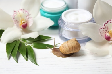 Snail, cream and orchid flowers on white wooden table, closeup