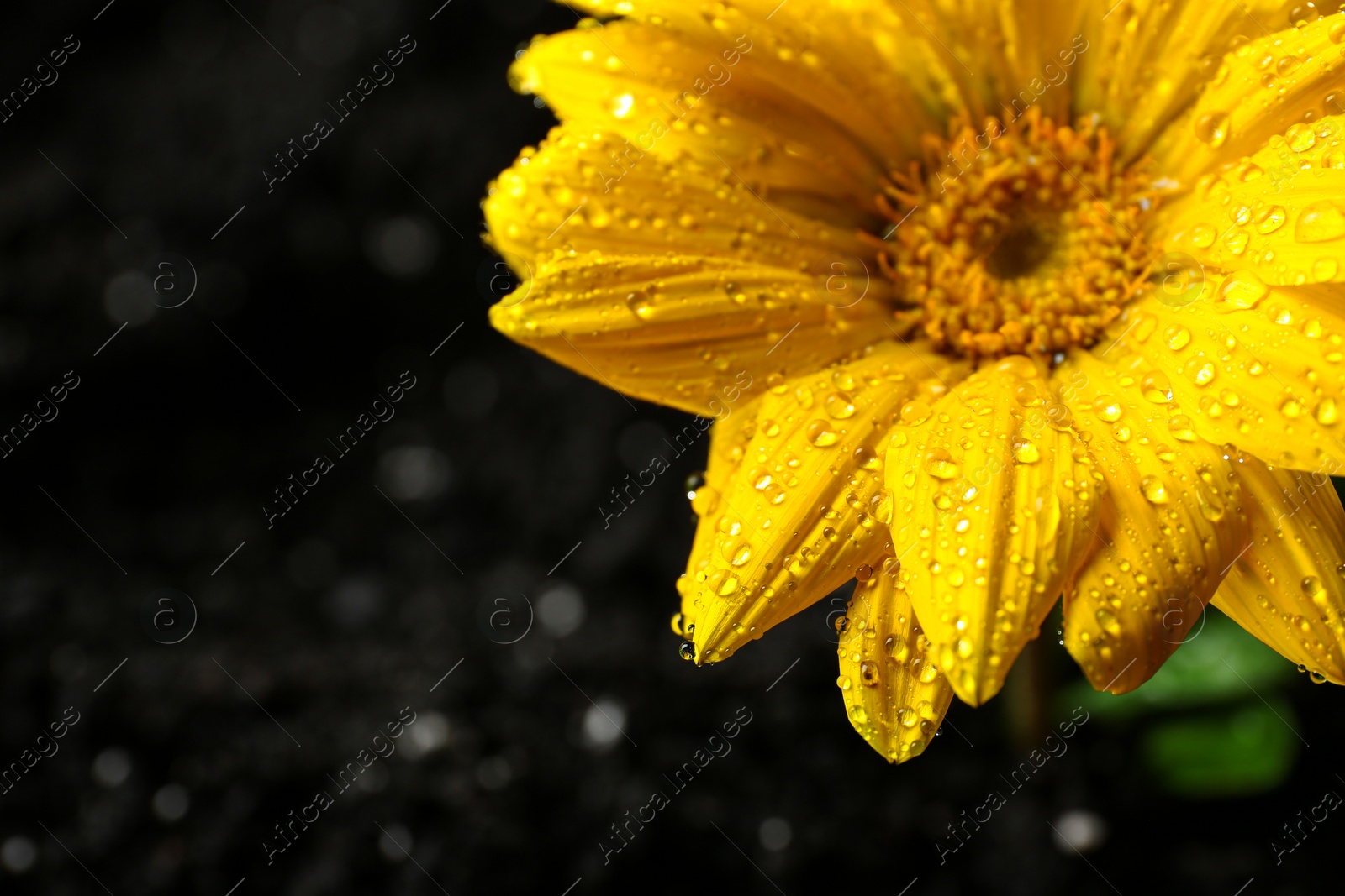 Photo of Fresh flower in fertile soil under rain, space for text