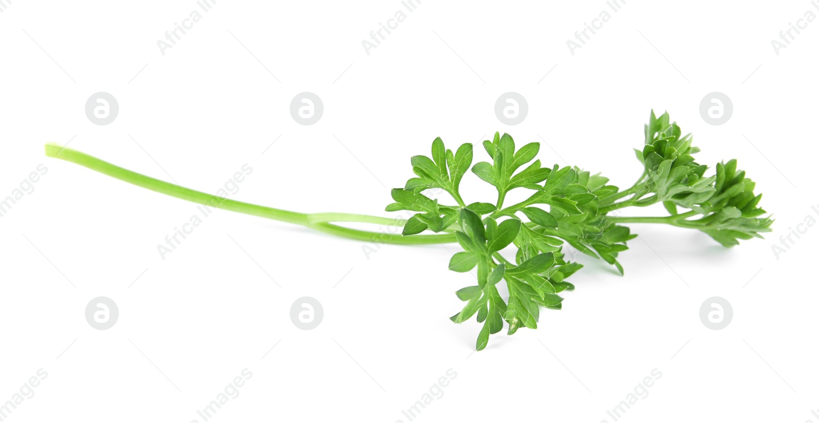 Photo of Fresh green organic parsley on white background