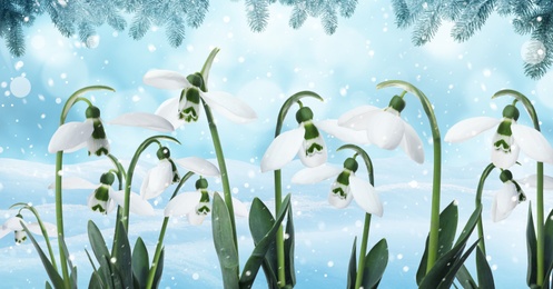 Image of Beautiful tender snowdrops outdoors, banner design. First spring flowers