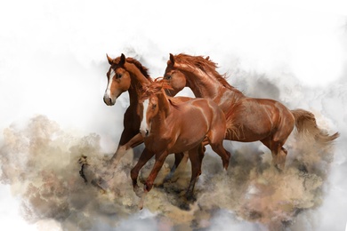 Image of Beautiful horses kicking up dust while running on white background