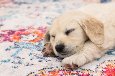 Photo of Cute little puppy sleeping on carpet, closeup. Space for text