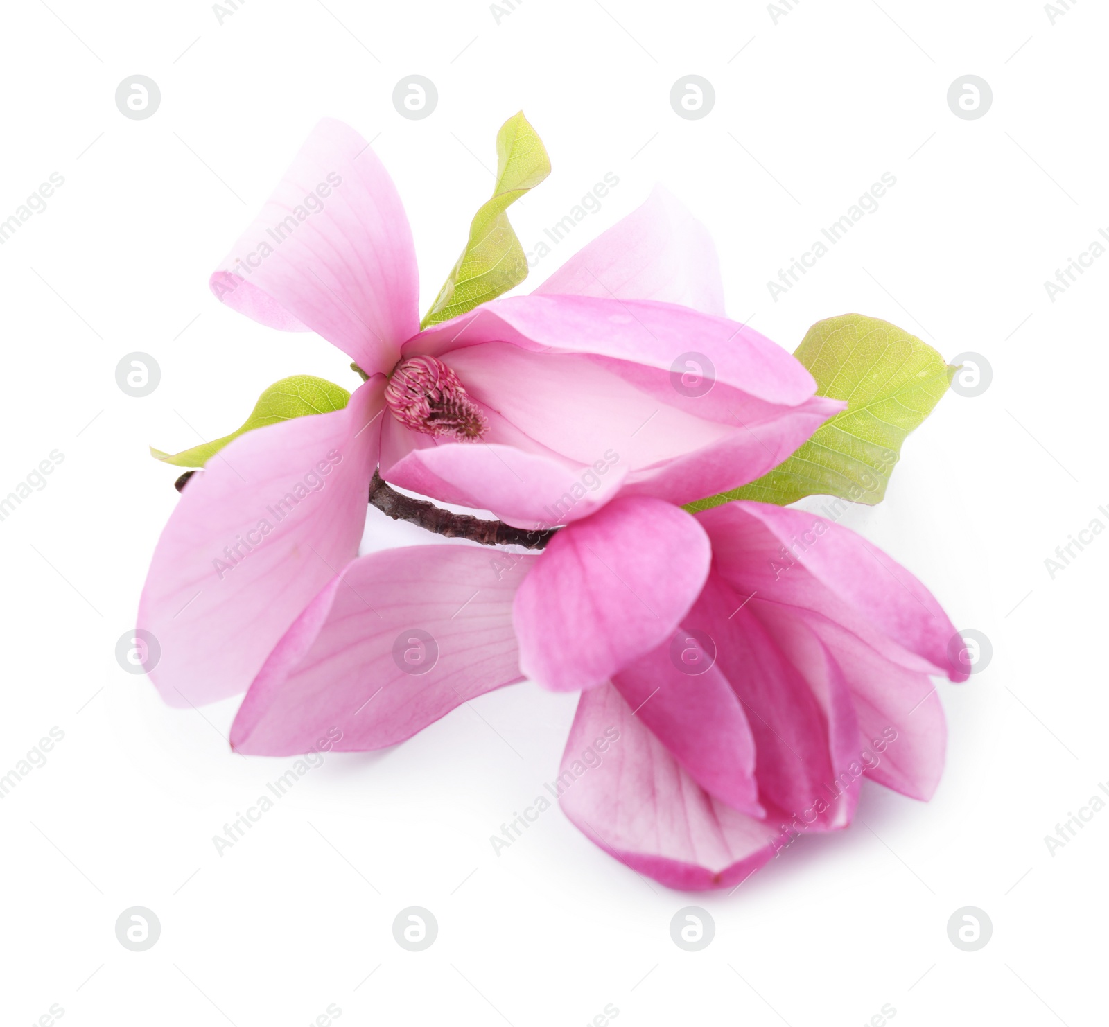 Photo of Beautiful pink magnolia flowers isolated on white